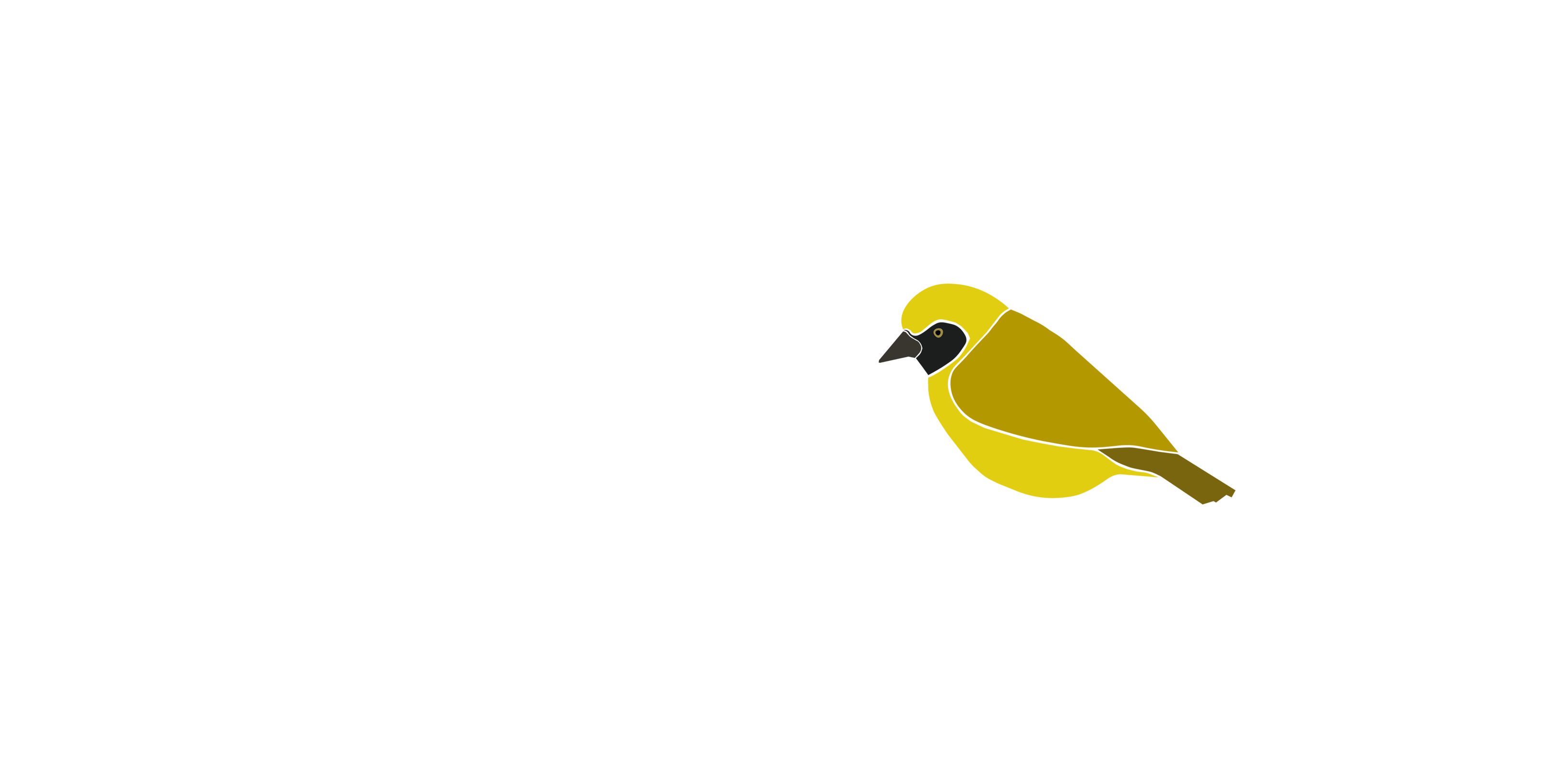 AM Carnations